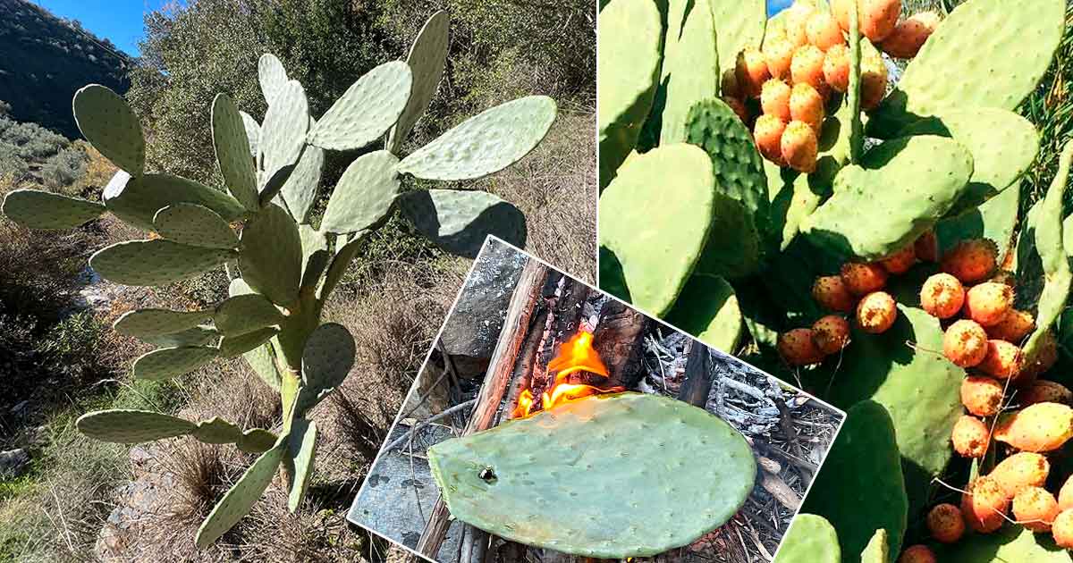 Feigenkaktus und Kaktusfeigen unterscheiden und essen
