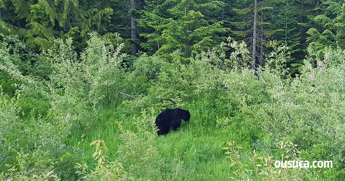 Abenteuerreise: Schwarzbär in der Natur erleben.