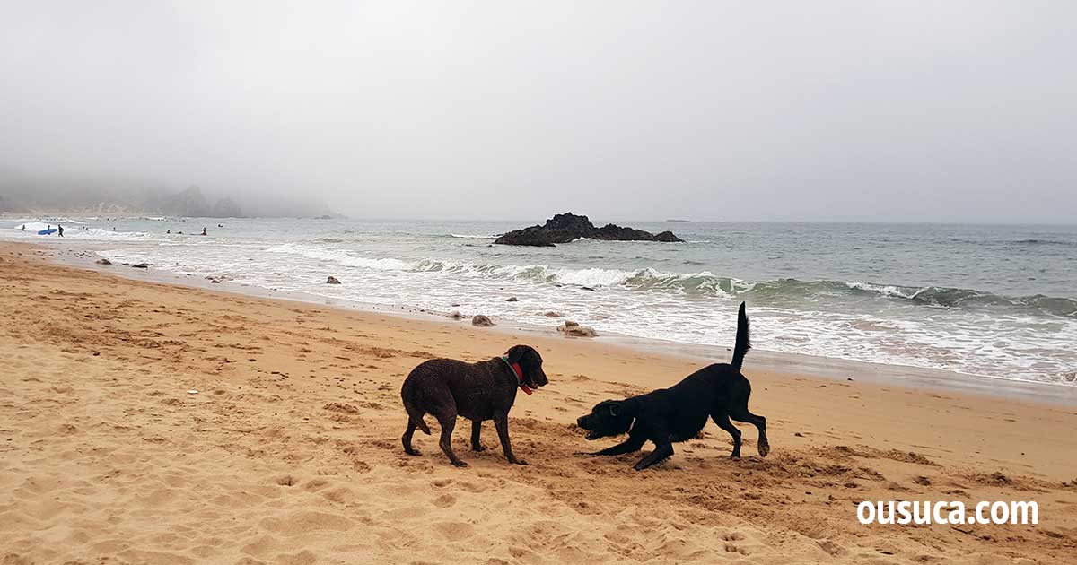 Hunde an Stränden in Algarve erlaubt.