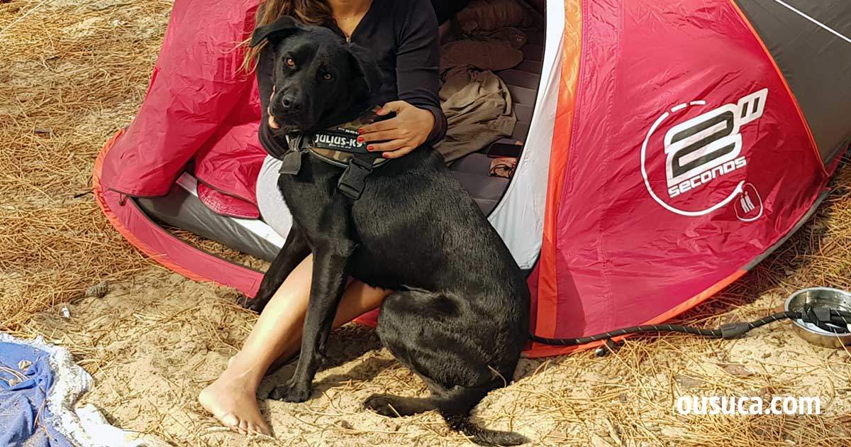 Trekking mit Hund vs. Camping mit Hund.