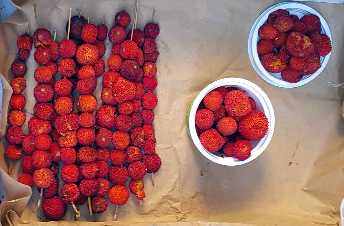 Reife Erdbeerbaum-Früchte, Madroños.