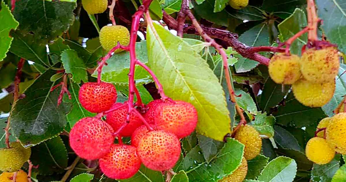 Reife rote Erdbeerbaum-Früchte, Madronos.