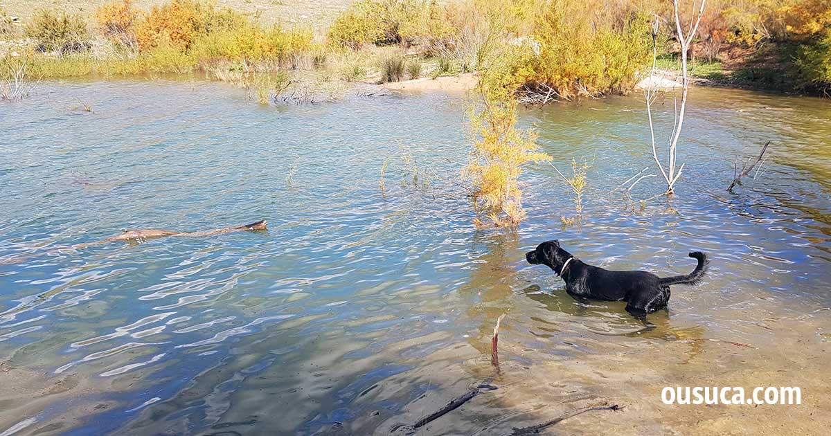 Hund unterwegs im Wasser.