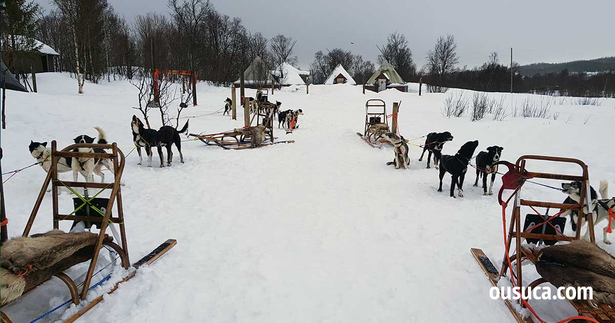 Hundeschlitten fahren in Norwegen, Tromso.