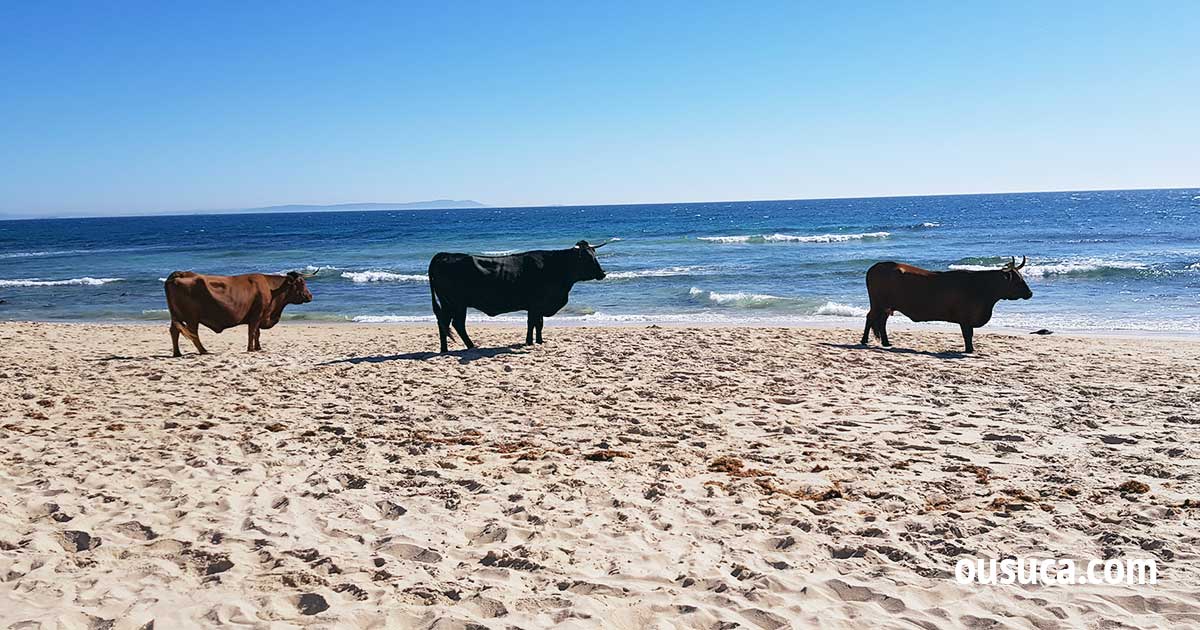 Kühe am Strand von Bolonia