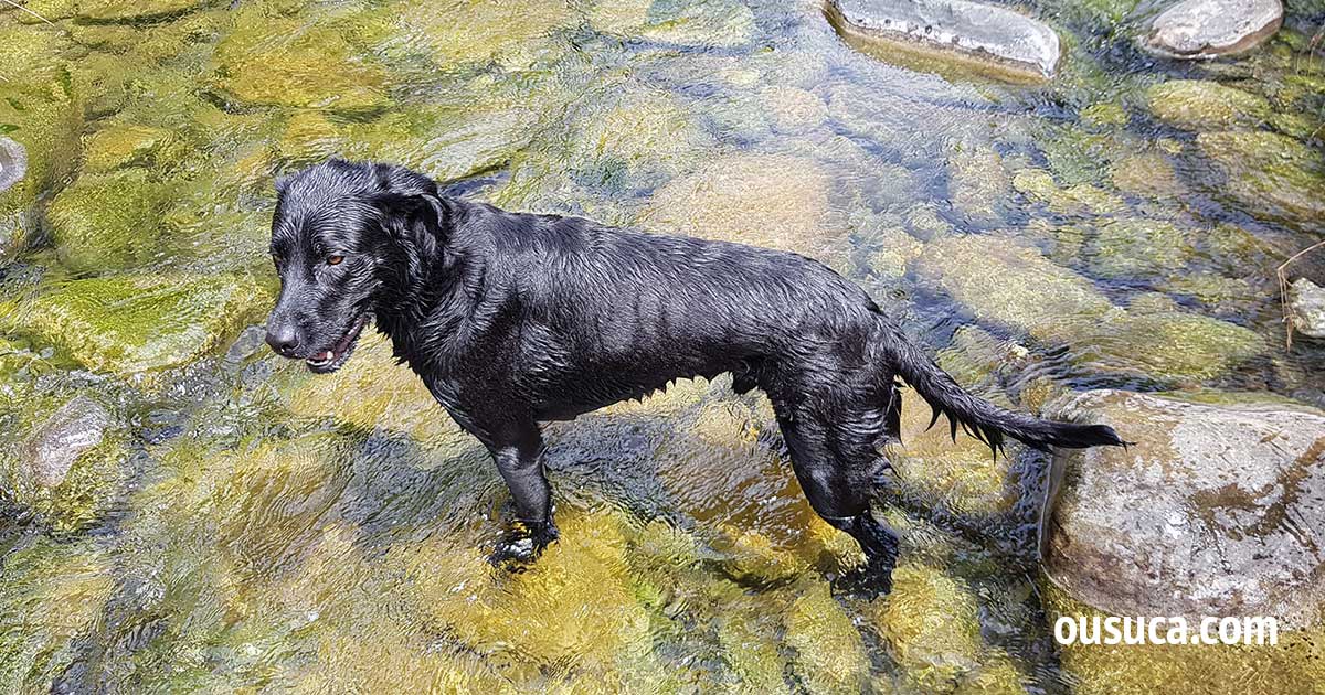 Flusswandern mit Hund im Río Verde, Andalusien