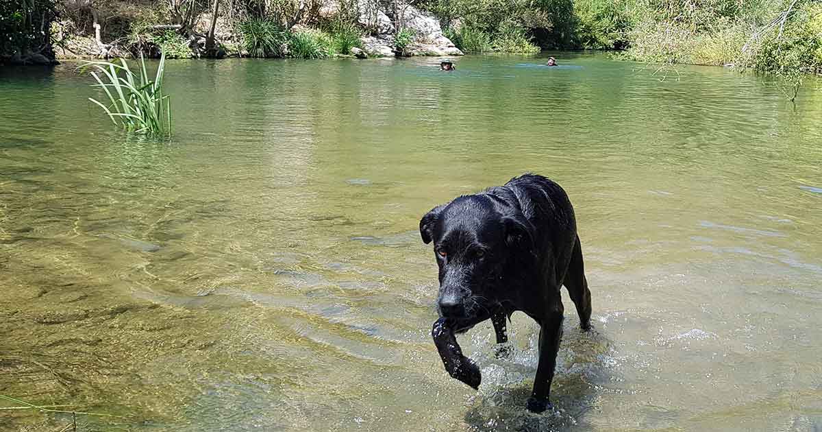 Flusswandern mit Hund.