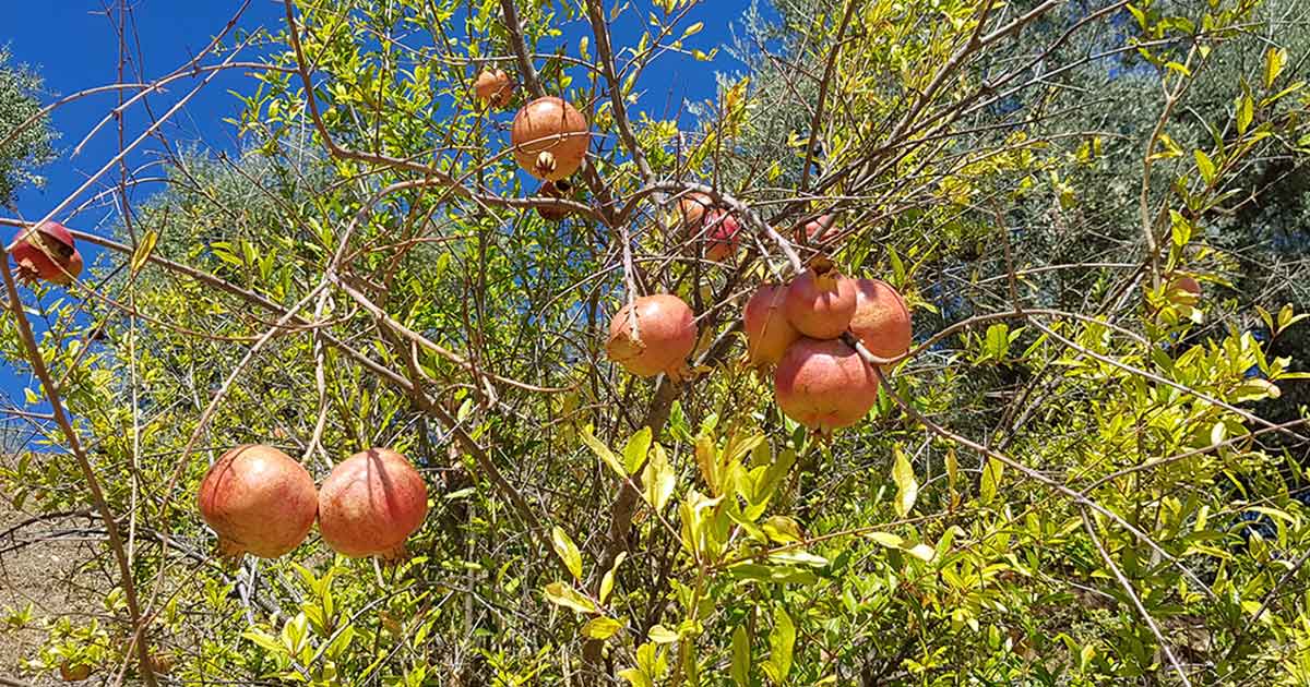 Granatäpfel in Comares, Andalusien