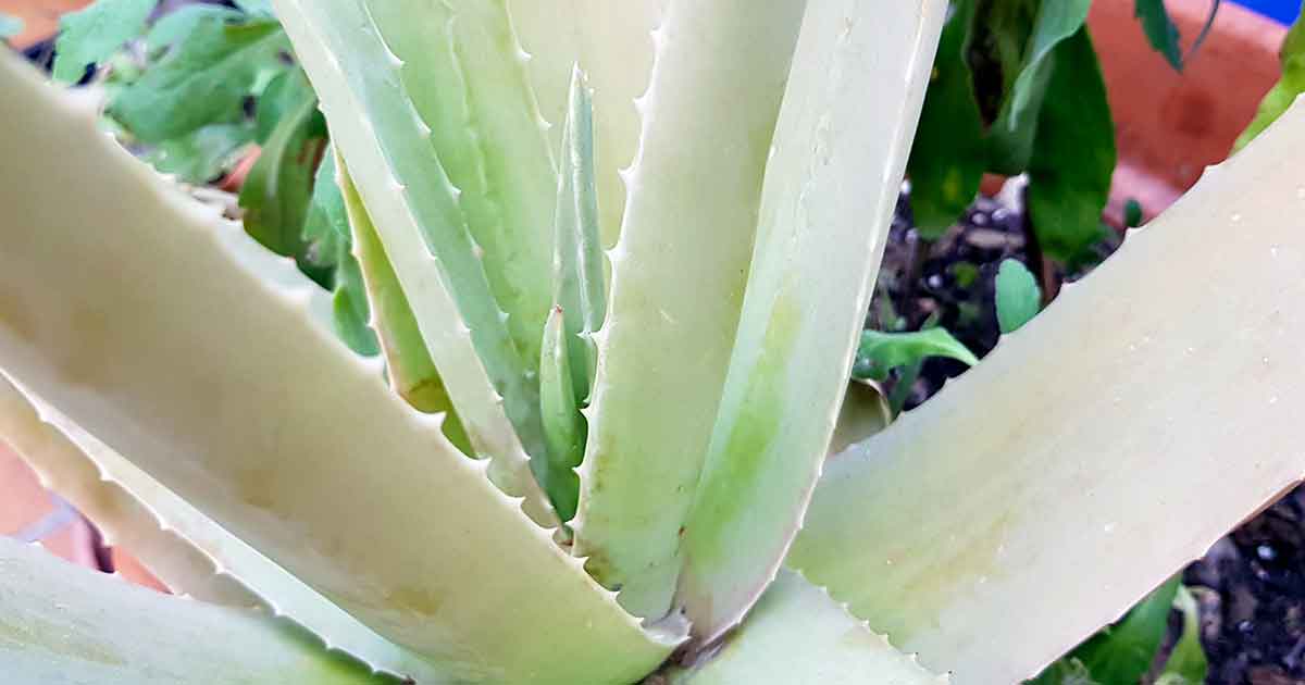 Aloe Vera Heilpflanze und Wunddesinfektion