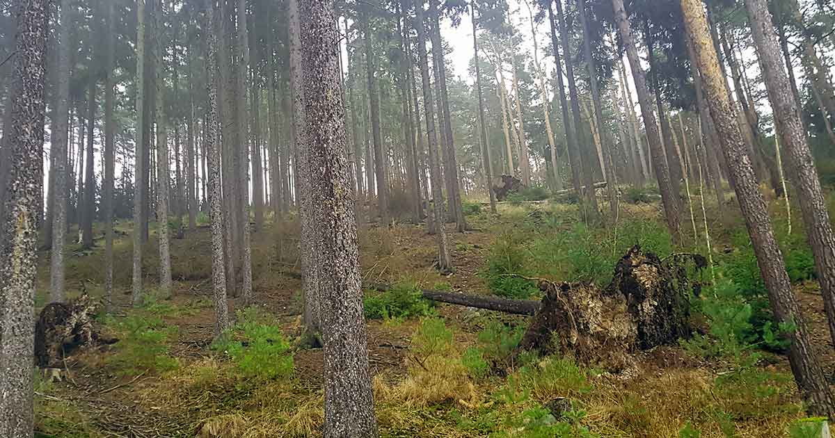 Sturm, Orkan: Entwurzelter Baum im Wald. Tipps für richtiges Verhalten bei Sturmwarnung?