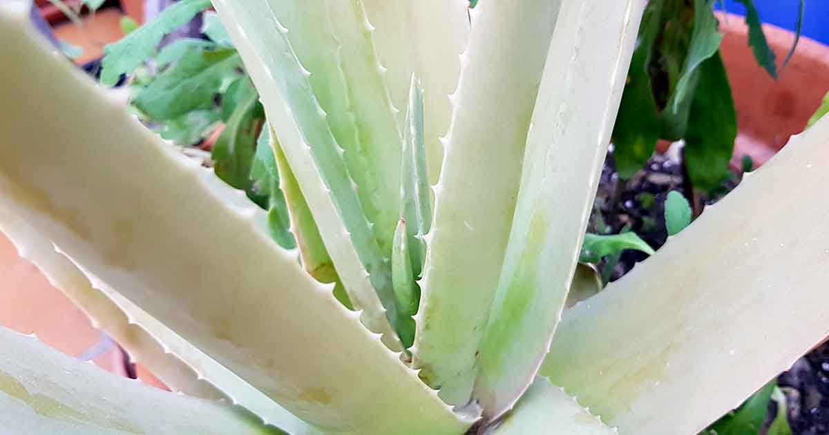 Aloe Vera als Balkonpflanze, Terrassenpflanze