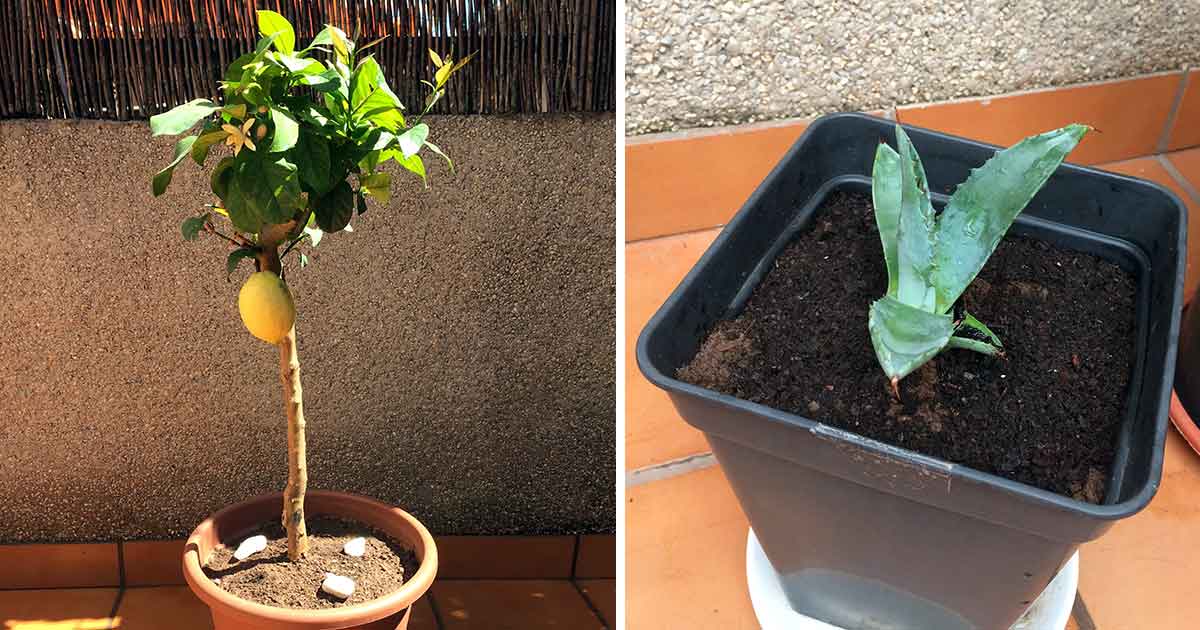 Urban Gardening: Zitronenbaum und Agave, Terrassenbepflanzung