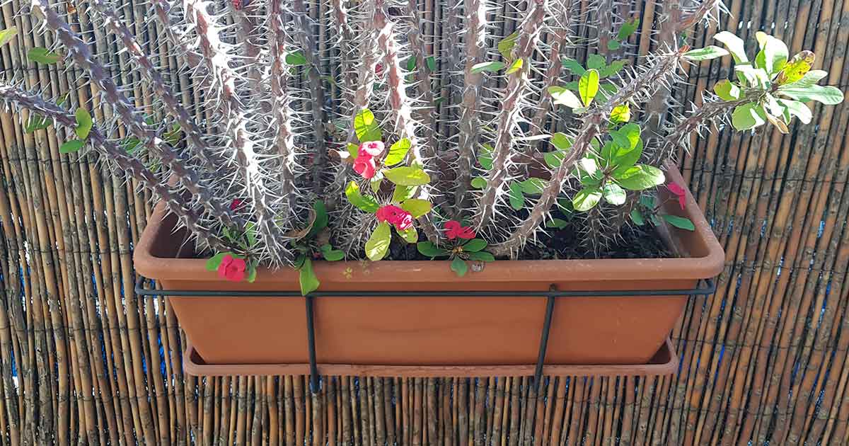 Vertikale Bepflanzung auf Terrasse mit Blumentopf zum Einhängen