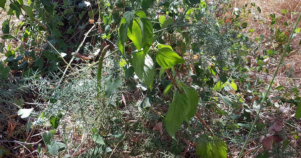 Wilder Spargel wächst geschützt von der dornigen Spargelpflanze. Spargelpflanzen stehen gerne im Schutz anderer Pflanzen oder Bäume.