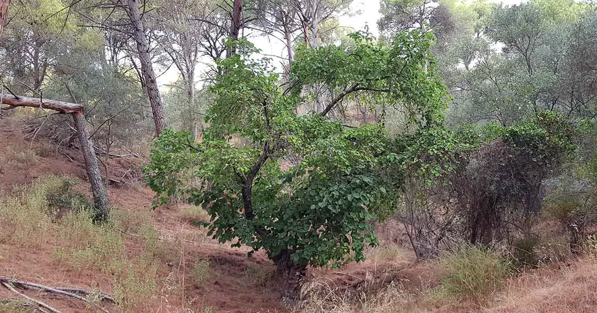 Maulbeerbaum mit schwarzen Früchten Morus nigra