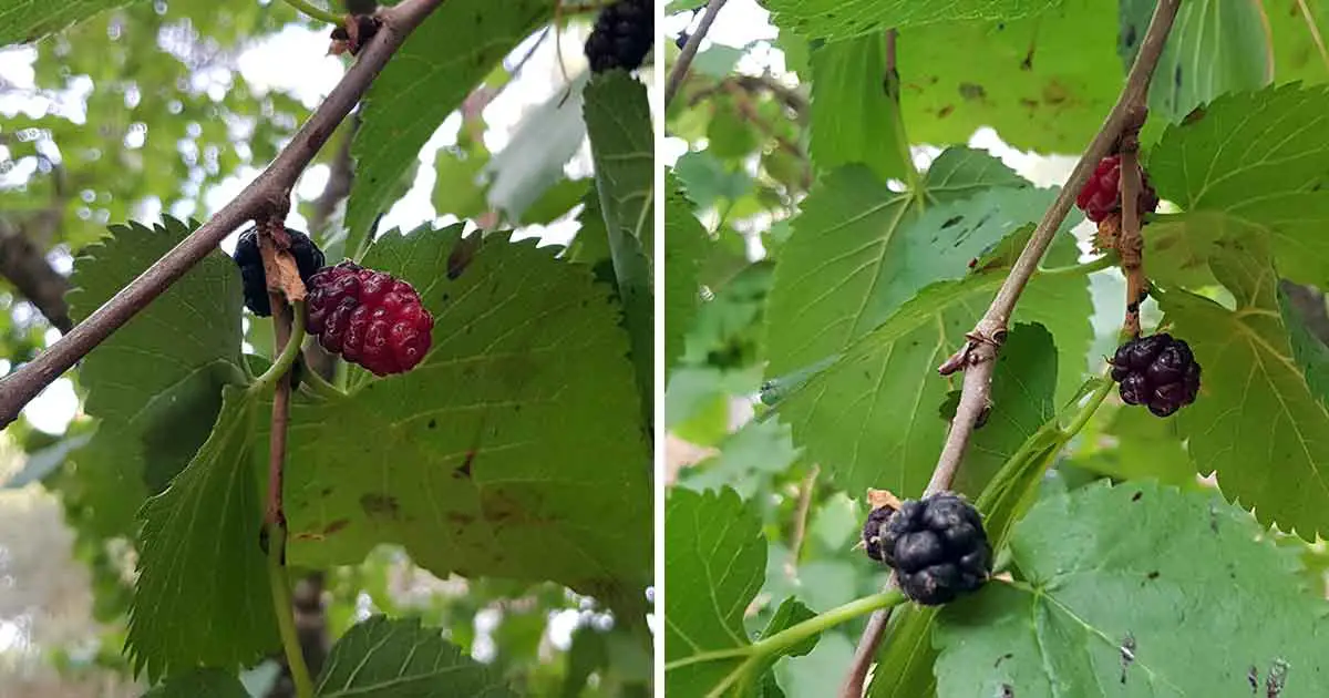 Früchte vom Maulbeerbaum gibt es als schwarze, rote und weiße Maulbeeren