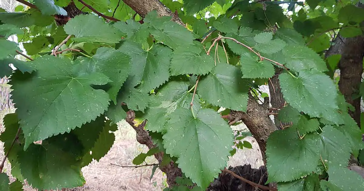 Maulbeerblätter wachsen am Maulbeerbaum
