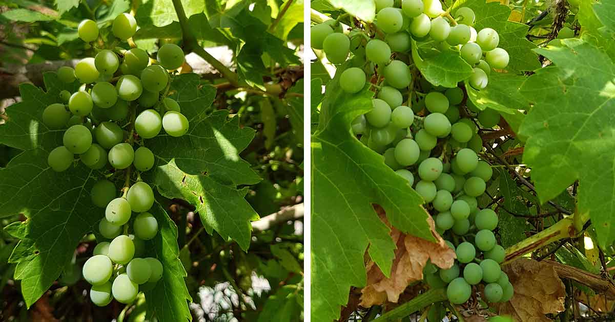 Wilde Weintrauben, grün (nicht reif)