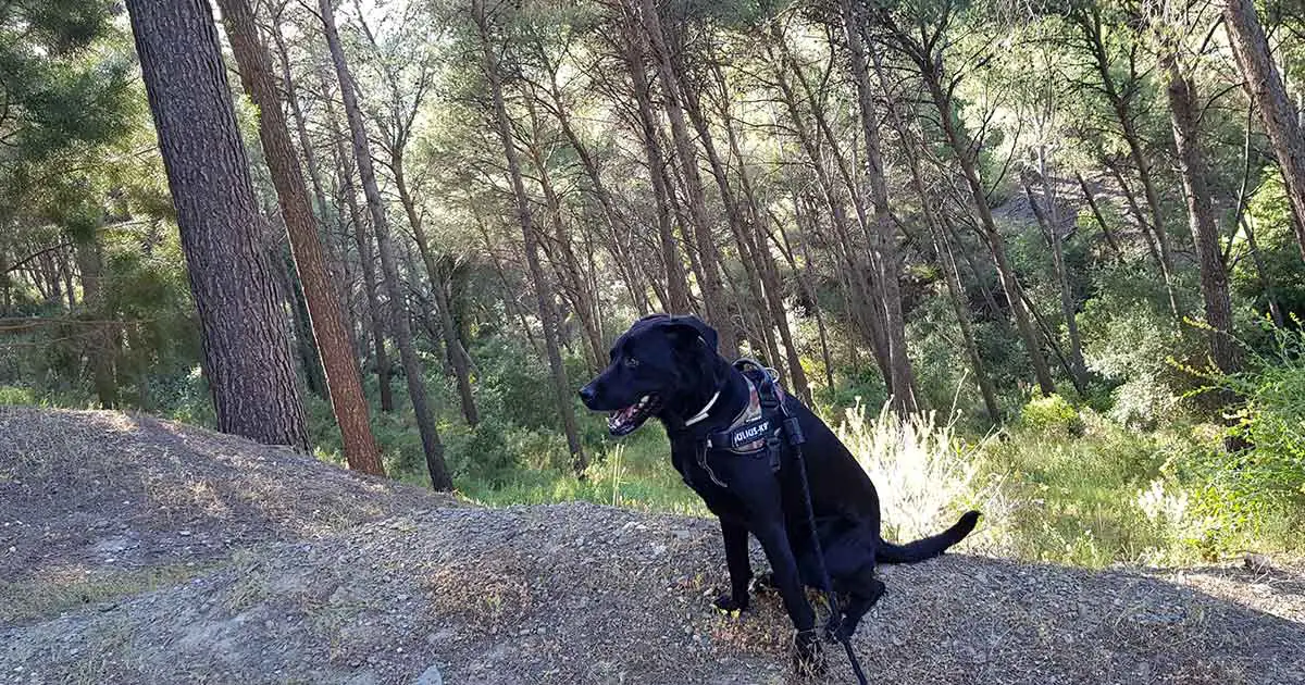 Verhalten im Wald mit Hund: Den Hund im Wald an der Leine führen