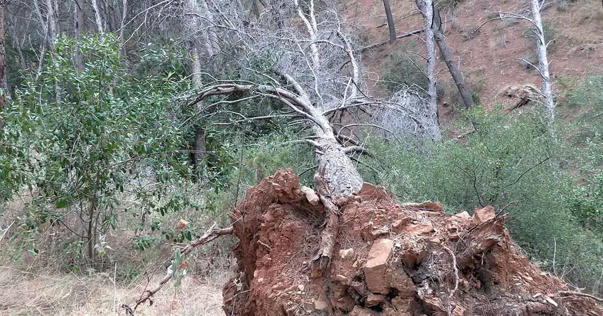 Verhalten im Wald: Holz nur von Windbruch, umgestürzten Bäumen schlagen