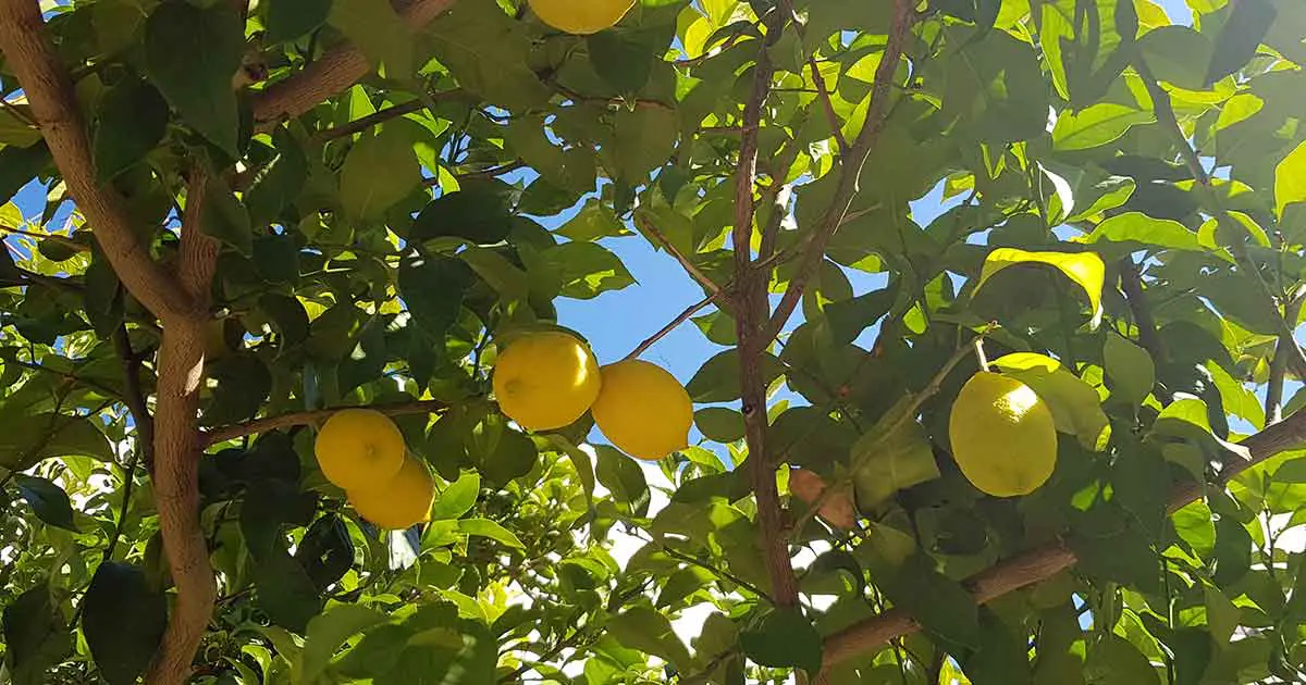Zitroonenblätter vom Zitronenbaum können gegessen werden