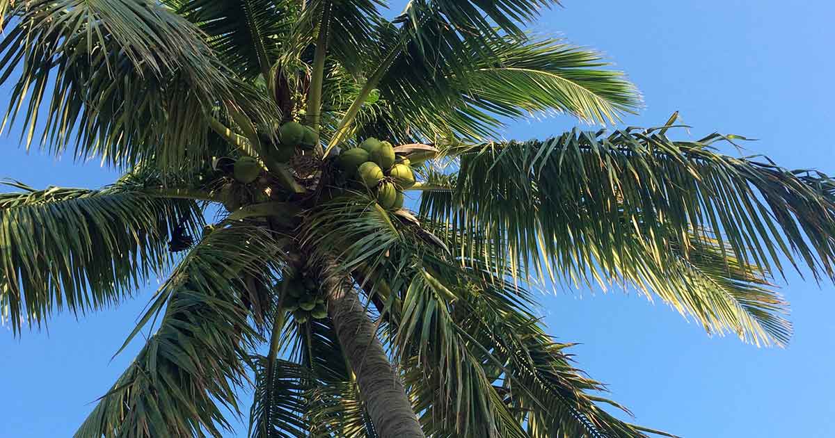 Essbare Palmenfrüchte: Kokosnüsse an einer Kokospalme
