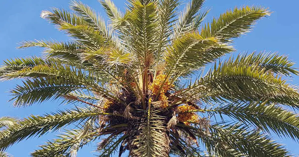 Essbare Palmen und Palmenfrüchte: Dattelpalme mit Datteln