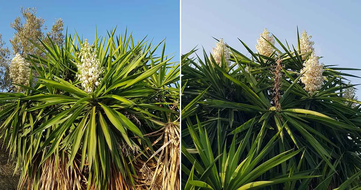 Blüten von Yucca Palmen gelten als essbar