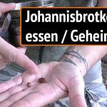 Johannisbrotkerne essen: Geheimrezept!
