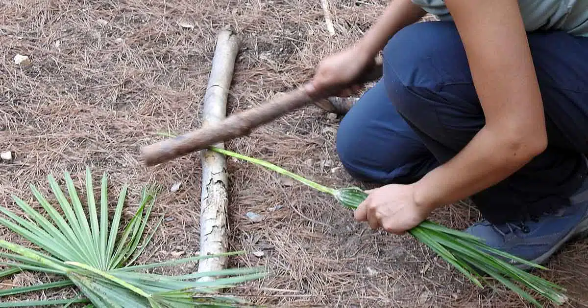 Zwergpalme: Gewinnung von Fasern aus den Palmenblättern