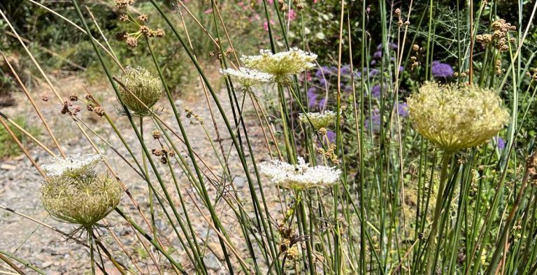 Wilde Möhre essbar? Verwechslung ausschließen/ Steckbrief