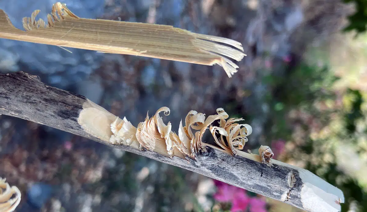 Merkmal eines Feathersticks sind die typischen Holzlocken