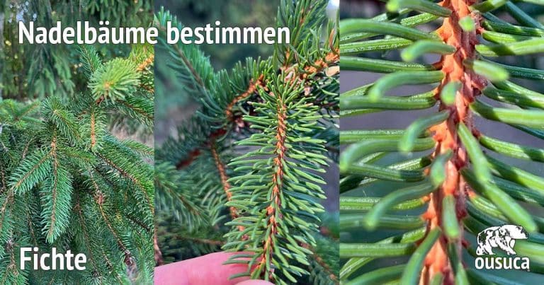 9 Nadelbäume bestimmen auf den ersten Blick (PDF) / ousuca®