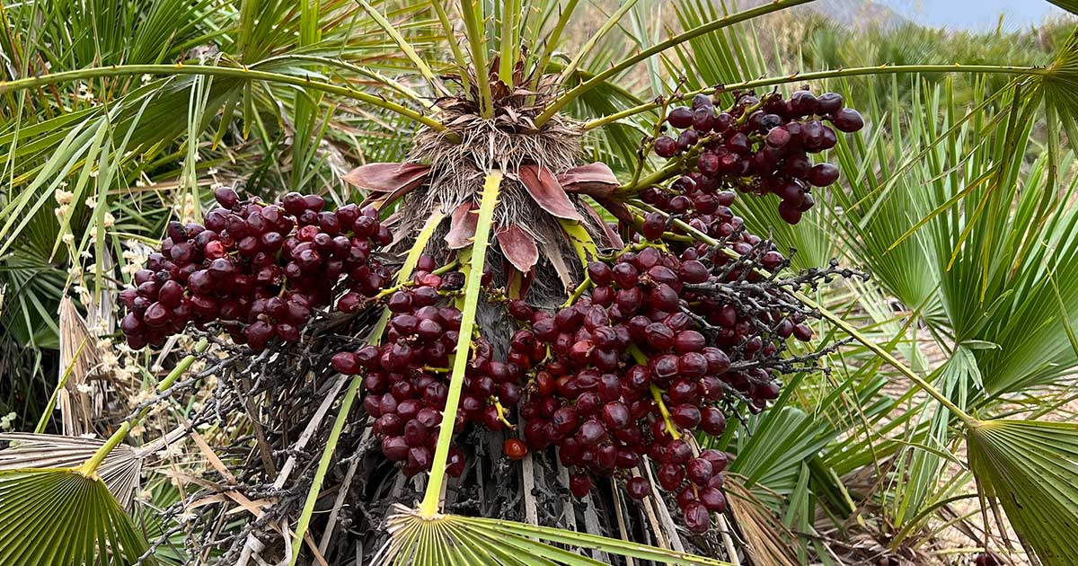 Palmenbeeren als Notnahrung von der wild wachsenden Zwergpalme