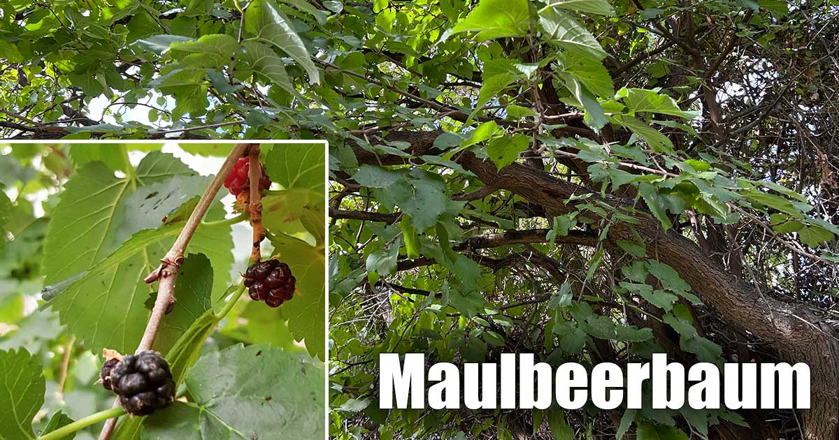 Maulbeerbaum mit Maulbeerblättern und Maulbeeren