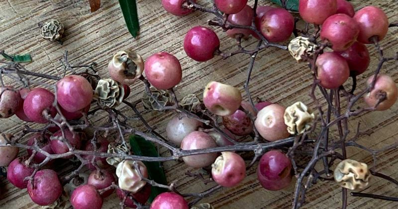 Wie wird Roter Pfeffer rot? Verwendungen und Besonderheiten!