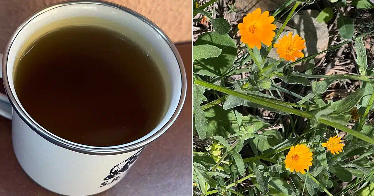 Tee aus Ringelblumen selber machen, Geschmack 