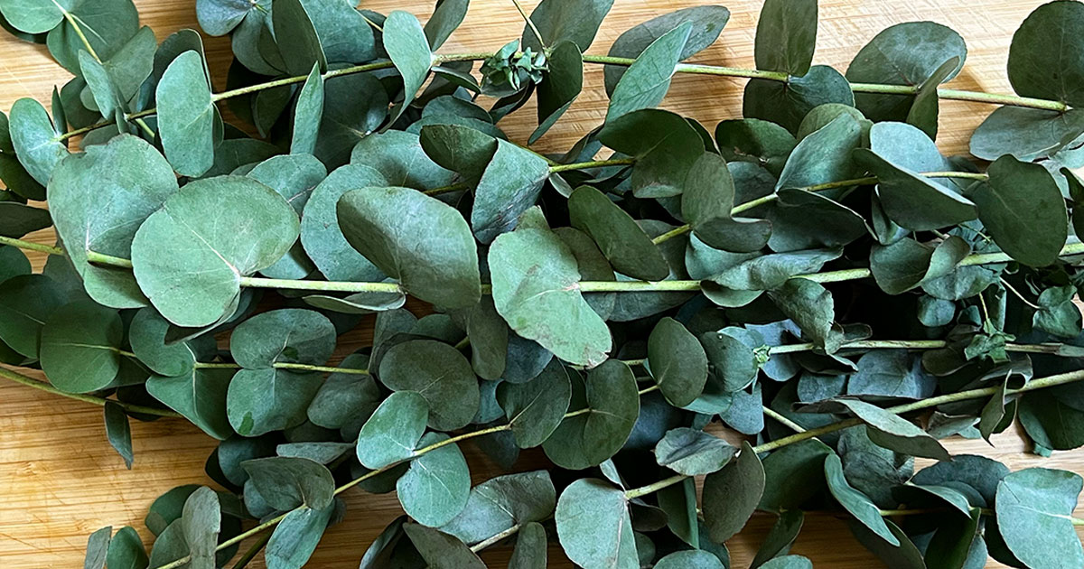 Eukalyptus mit runden Eukalyptus Blättern mit besonders starkem Duft, Aroma