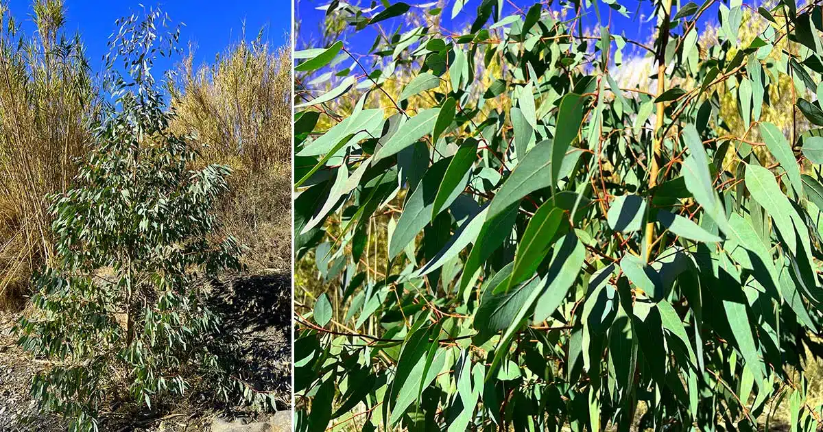 Eukalyptus Baum mit Blättern, aus denen das Eukalyptusöl gewonnen wird