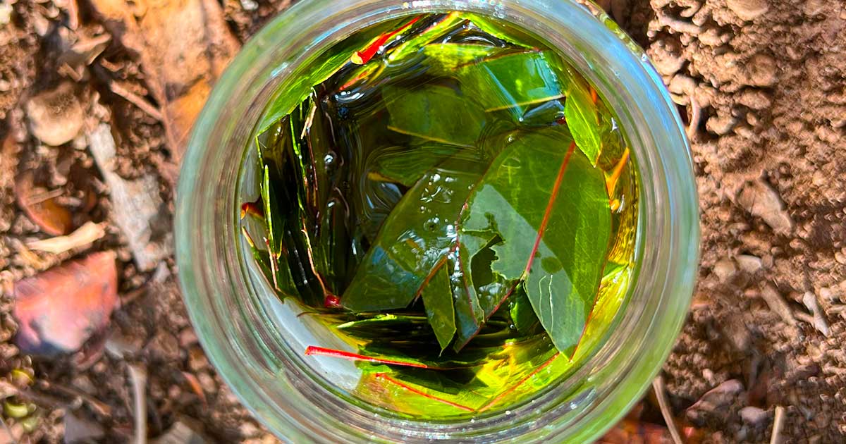 Eukalyptusöl selbst hergestellt aus frischen Blättern vom Eukalyptus