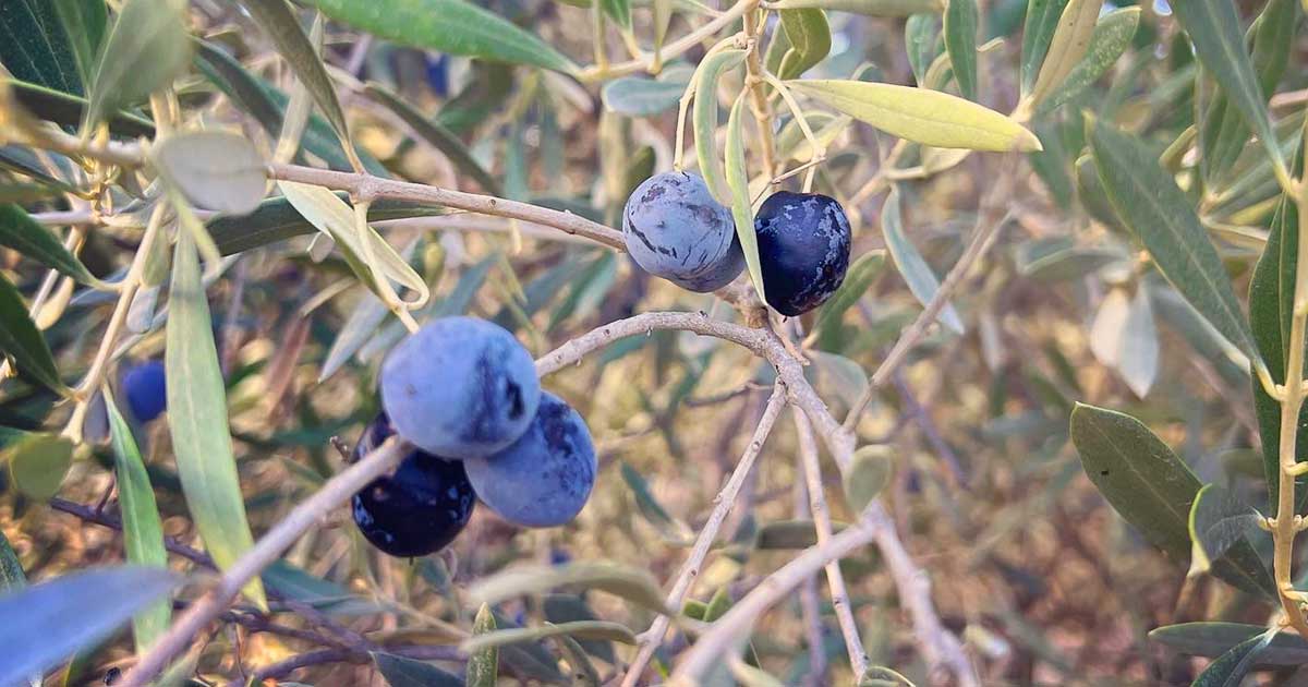 Oliven ernten für die Herstellung von Olivenöl
