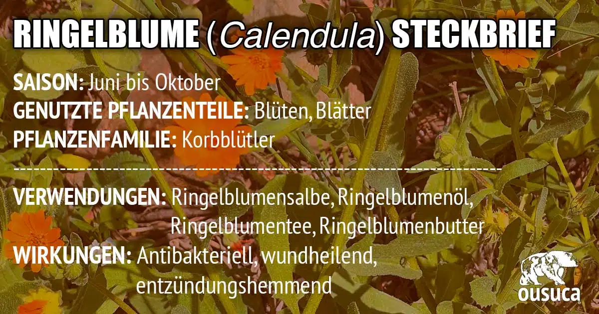 Ringelblume (Calendula) Steckbrief