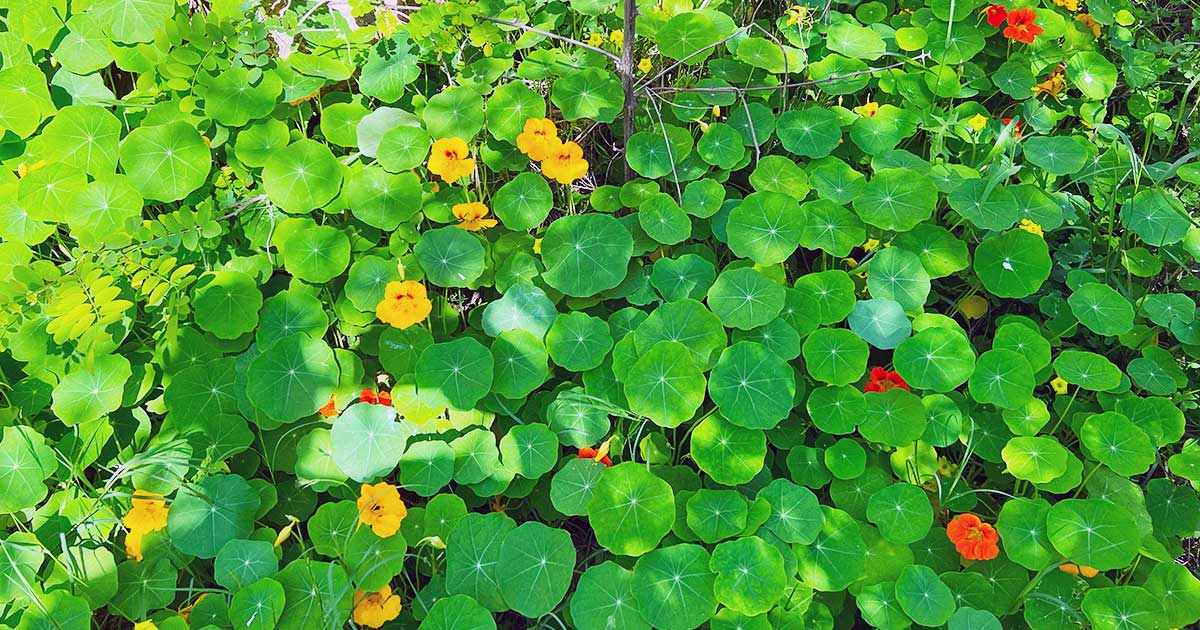 Pflanzenteile der Kapuzinerkresse, welche genutzt werden sind Blätter, Blüten, Knospen und Samen