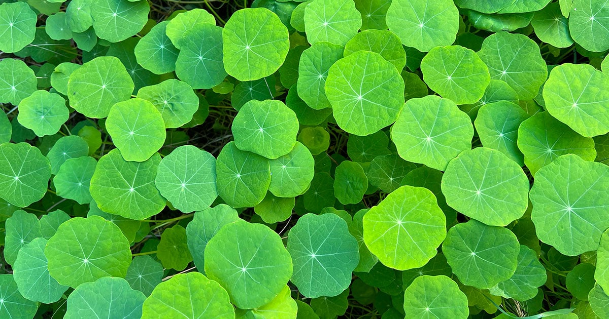 Kapuzinerkresse Blätter ernten das ganze Jahr über