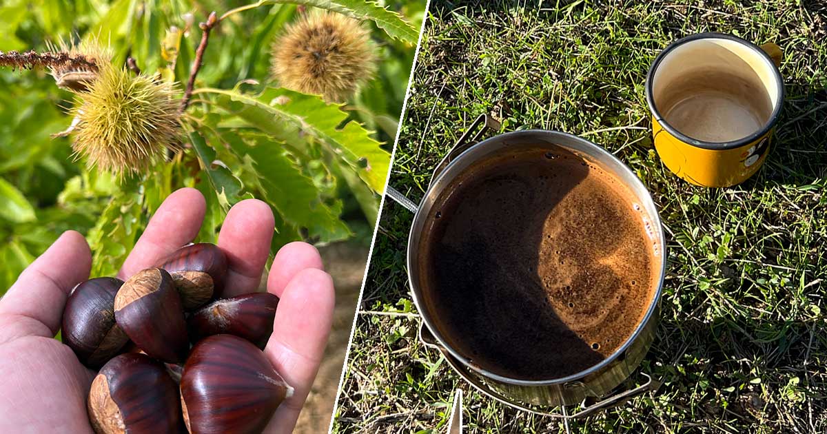 Kaffeeersatz hergestellt aus Pflanzen, Kastanien, Eicheln, Alternativen