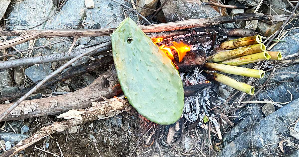 Kaktusblatt eines Nopal auf Feuer