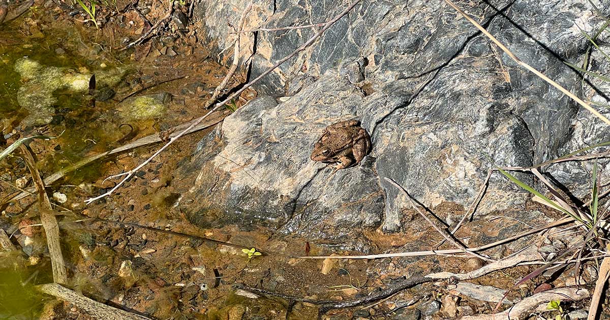 Das erwartet dich in der Wildnispädagogik Ausbildung