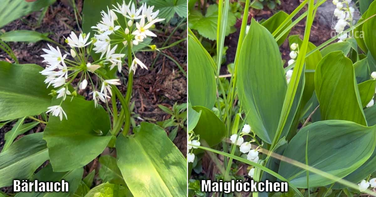 Maiglöckchen und Bärlauch im Vergleichsbild Bärlauch und Maiglöckchen im Vergleich