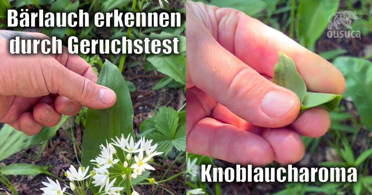 Bärlauch unterscheiden durch Geruchstest (Knoblauch Aroma) Bärlauch unterscheiden und erkennen durch Geruch, Aroma nach Knoblauch