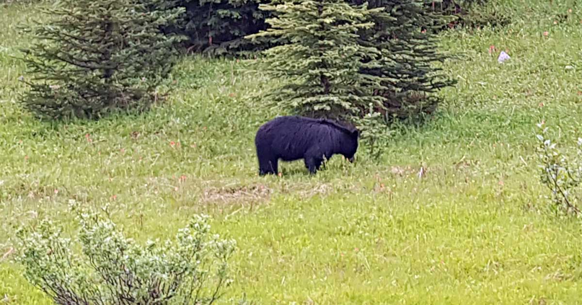 Ausgewachsener Schwarzbär in Kanada